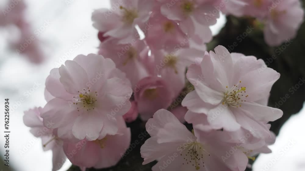 Soft pink spring flowers. Spring time. Beautiful nature. Soft pink spring flowers. Spring time. Beautiful nature.