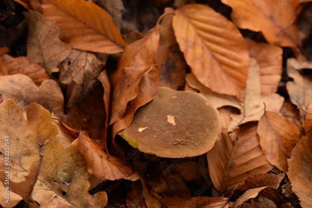 Mushrooms in the forest, mushrooms closeup on forest autumnal background. Mushrooms in the forest, mushrooms closeup on forest autumnal background.