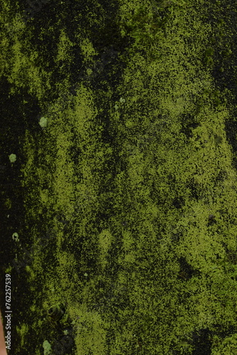 Bark green texture, bark background, natural cortex background. Tree bark closeup.