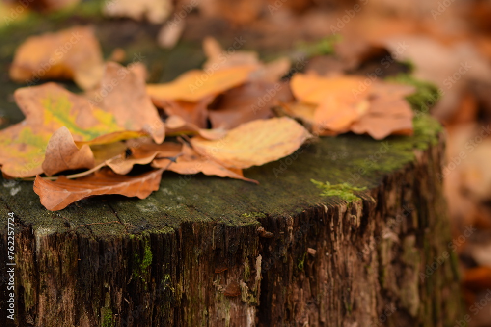 Autumn leaves on cut tree trunk in forest, natural autumn forest background, selective focus. Autumn leaves on cut tree trunk in forest, natural autumn forest background, selective focus.