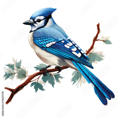 Winter Blue Jay Clipart isolated on white background