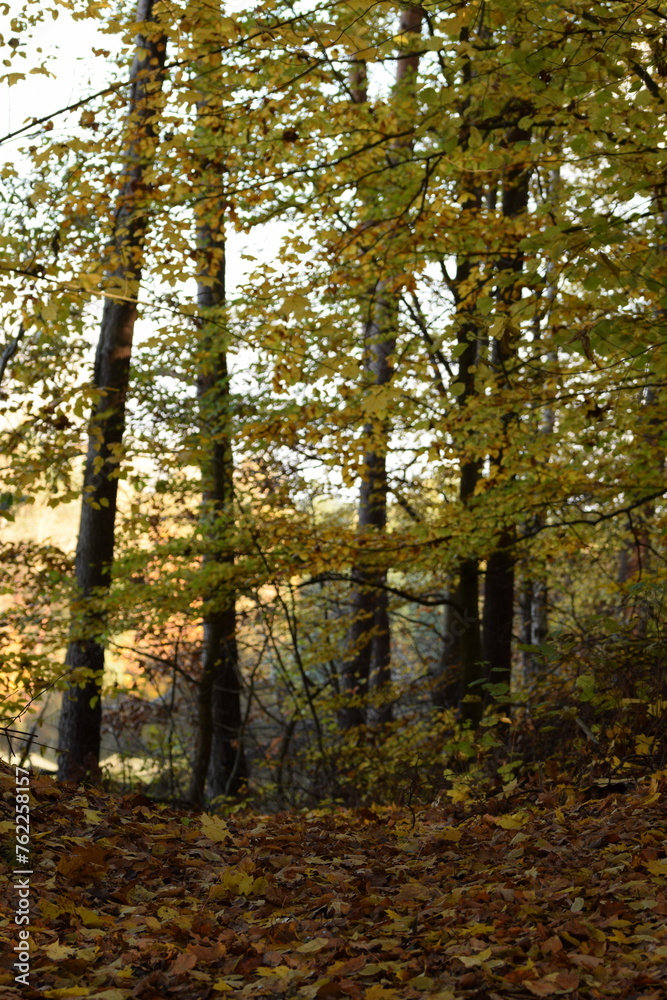 Autumn forest landscape, colors of autumn, beautiful autumn tress, fall view, natural autumn forest background.