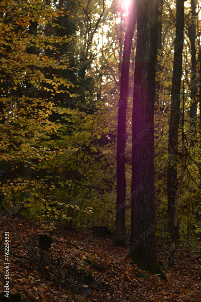 Obraz premium Autumn forest landscape, colors of autumn, beautiful autumn tress, fall view, natural autumn forest background.