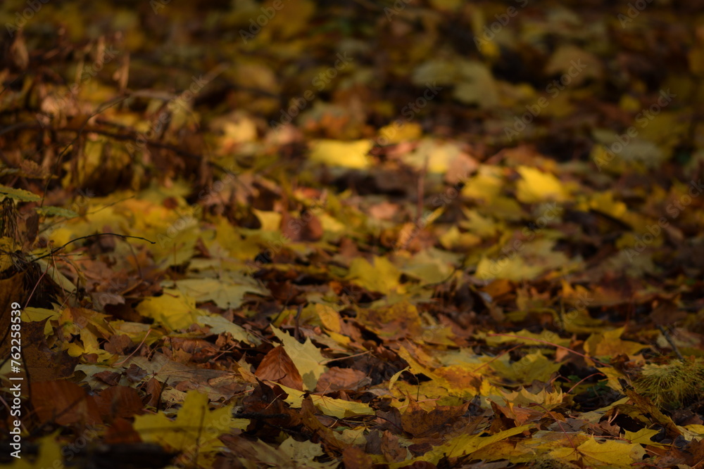 Obraz premium Autumn leaves background, dry colorful autumn leaves carpet, leaves fallen from trees in forest, yellow and golden leaves, autumn forest background, bokeh, selective focus.