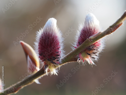 Pussy Willow