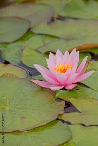 Nymphaea Marliacea Carnea is a medium to large free-flowering variety that has blooms that are flesh pink at the centre fading to white at the tips. photo