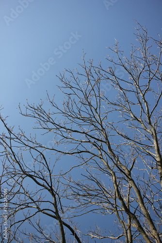 Bare tree branches reaching towards clear blue sky.