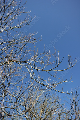 Bare tree branches reaching towards clear blue sky.