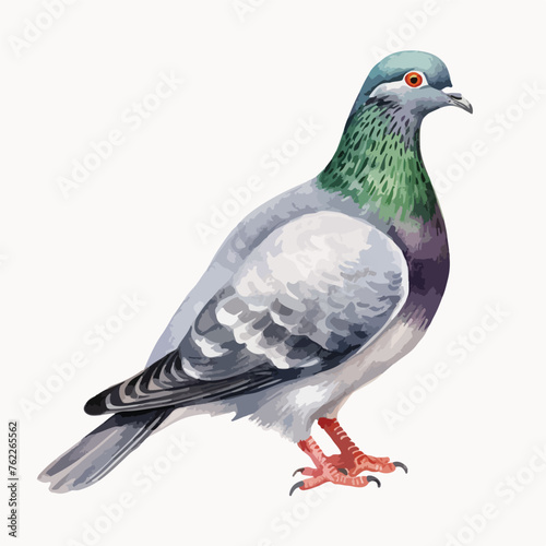 Watercolor Rock Pigeon Clipart 