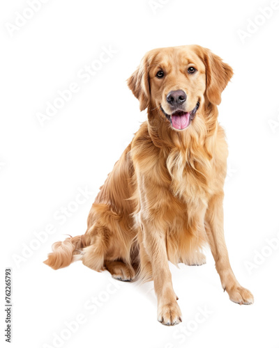 Golden retriever dog sitting  isolated on transparent background 