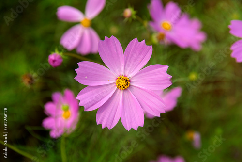 Close-up of the cosmos flower © 안구정화
