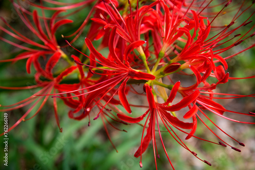 View of the red spider lily in autumn photo