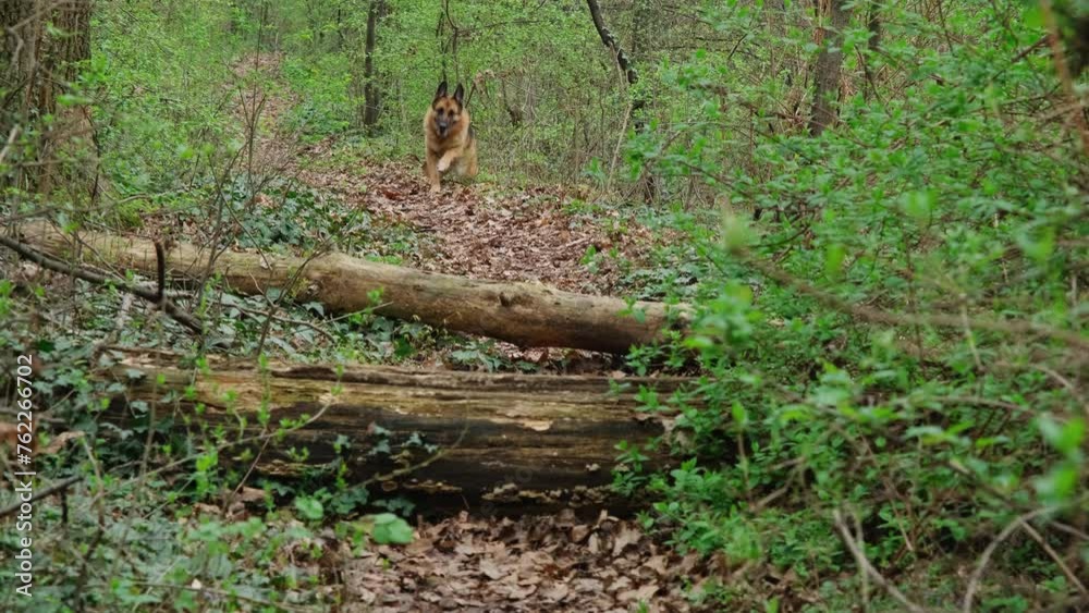 Red and black German Shepherd runs through a green spring forest and jumps over a fallen tree. Active dog jumps over a log on a trail in the park, front view. Horizontal 4k slow motion footage Red and black German Shepherd runs through a green spring forest and jumps over a fallen tree. Active dog jumps over a log on a trail in the park, front view. Horizontal 4k slow motion footage