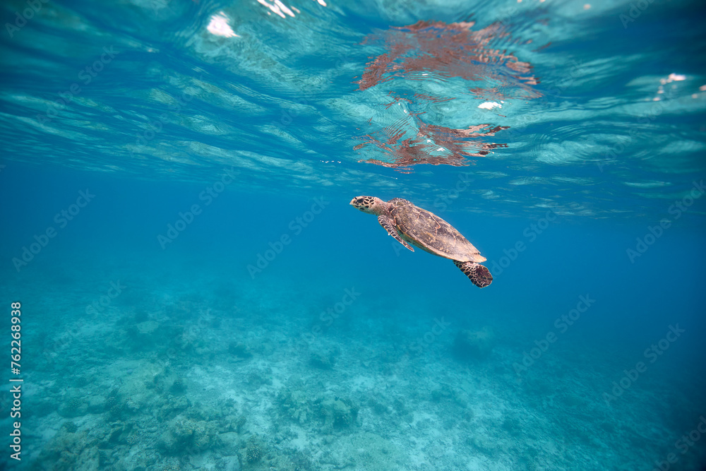 Obraz premium Hawksbill turtle swimming in blue lagoon