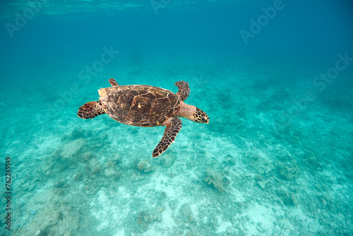 Hawksbill turtle swimming in blue lagoon