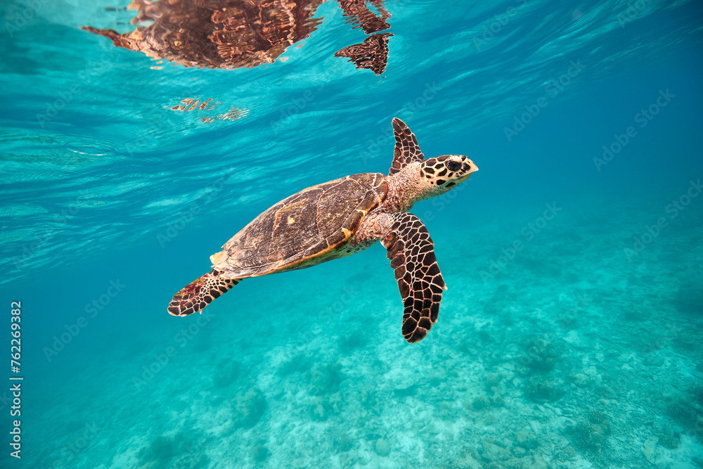 Obraz premium Hawksbill turtle swimming in blue lagoon