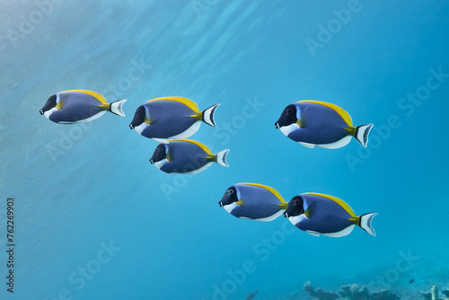 Acanthurus leucosternon Powderblue surgeonfish school in blue ocean photo
