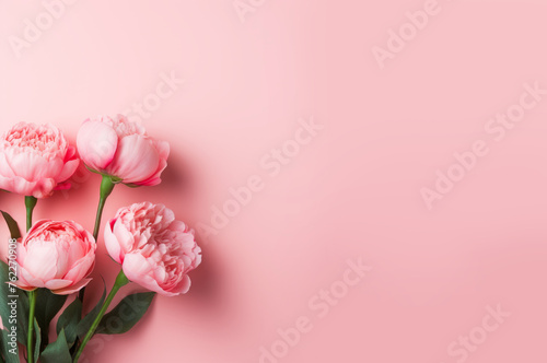 Pink Peony Roses: Elegance in Bloom on Pastel Pink Canvas