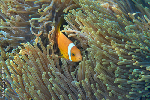 Clownfish Ocellaris symbiotic mutualism with anemone sea