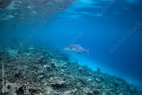 Caranx melampygus Bluefin trevally swimming in blue ocean. © zimagine