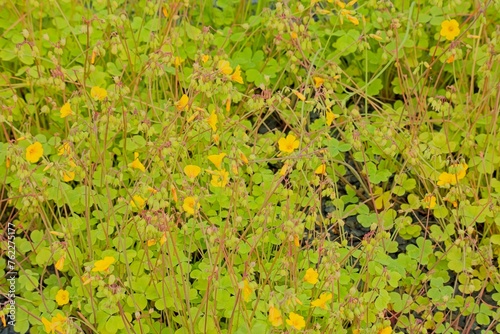 Closeup of Oxalis valdiviensis, the Chilean yellow-sorrel, is an Oxalis species found in Chile and Argentina. photo