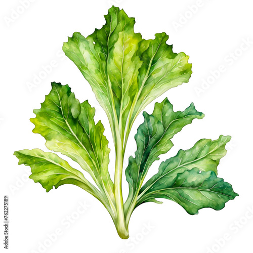 Endive chard watercolor illustration, green veggies vector clipart, healthy diet veggie, recipe ingredient, food, cutout on white background