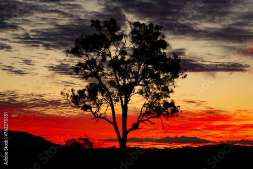 Tree sunset