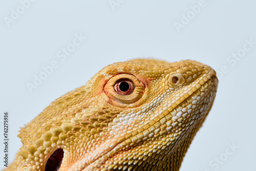 Close-up Portrait of Bearded Dragon  Pogona Vitticeps  with Vibrant Yellow Textured Scales on White Background