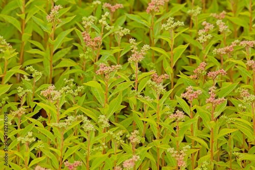 Foto Closeup of penthorum sedoides, known by the common name ditch stonecrop, is a perennial forb native to the eastern United States and Canada which produces small white flowers