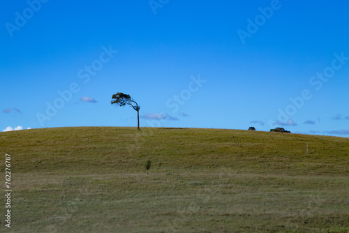 a lone tree in the field