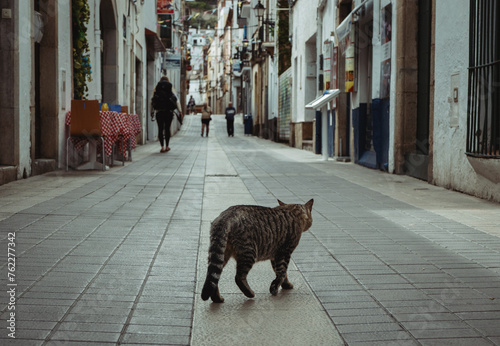 A steet cat inthe foreground of a quiet Spanish coastal town. photo