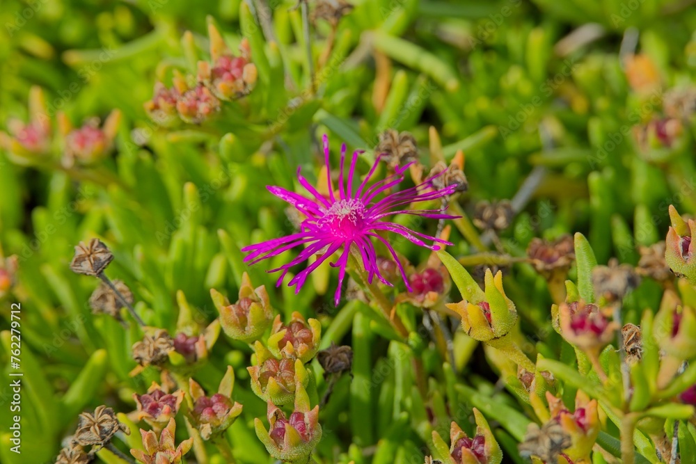 Closeup of delosperma cooperi, the trailing Iceplant, hardy iceplant or pink carpet, is a dwarf perennial plant native to South Africa. Closeup of delosperma cooperi, the trailing Iceplant, hardy iceplant or pink carpet, is a dwarf perennial plant native to South Africa.