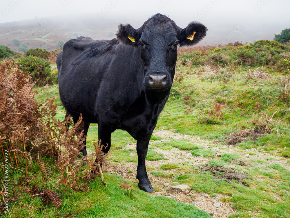 Large black cow on moorland in Devon looking at camera Large black cow on moorland in Devon looking at camera