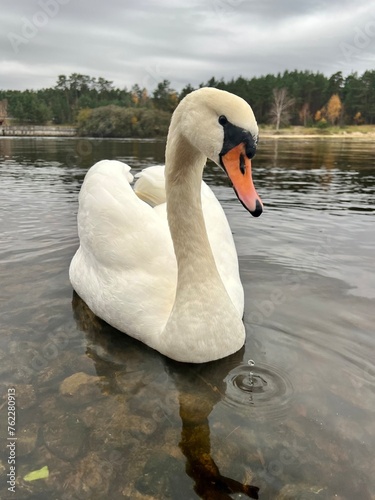 swan on the river