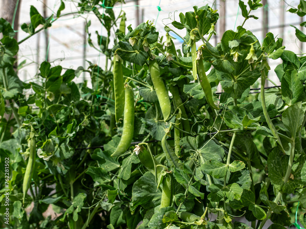 peas on the bush about to harvest, organic and healthy vegetable peas on the bush about to harvest, organic and healthy vegetable