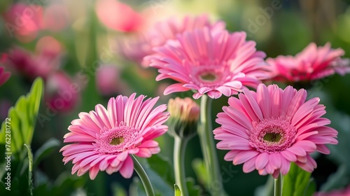 Beautiful pink gerbera flowers