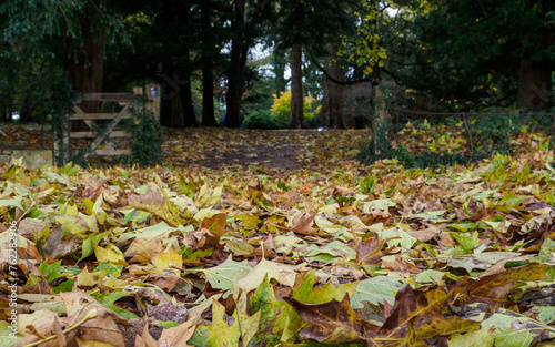 Autumn leaves on ground with wooden gate in background