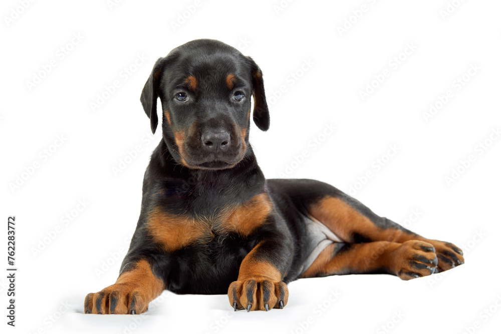 Portrait of doberman puppy isolated on white.