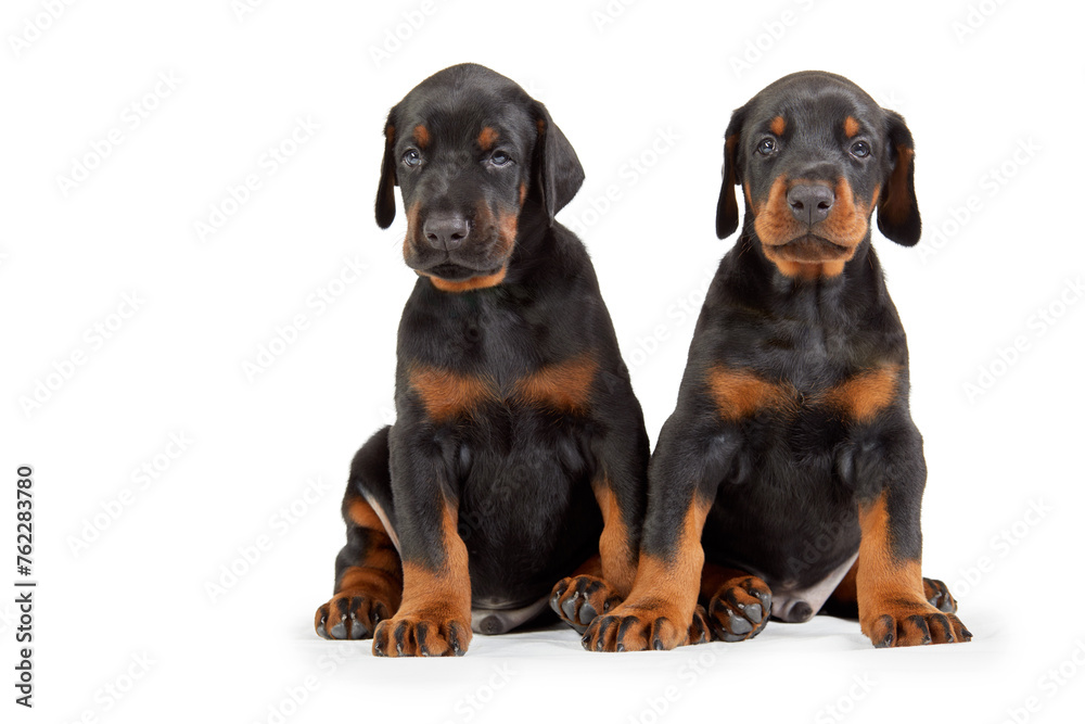 Two sitting doberman puppies isolated on white.