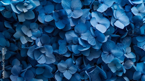 Blue hydrangea flora background closep top view