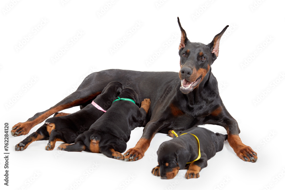 Doberman she-dog feeds little puppies. Doberman she-dog feeds little puppies.