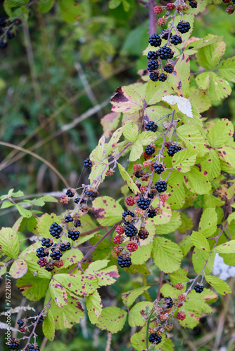 Wild ripe blackberries on a branch.