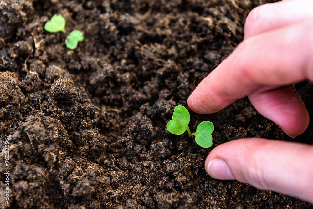 Young radish sprouts growing in the soil of greenhouse. Young radish sprouts growing in the soil of greenhouse.