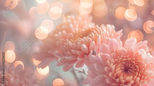 Close-up of chrysanthemum flowers in pink tones with a backdrop of soft lights, ideal for creating a romantic and elegant atmosphere
