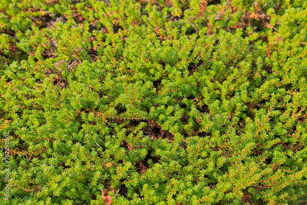 Closeup of empetrum nigrum, crowberry, black crowberry, or, in western Alaska, blackberry, is a flowering plant species in the heather family Ericaceae. Closeup of empetrum nigrum, crowberry, black crowberry, or, in western Alaska, blackberry, is a flowering plant species in the heather family Ericaceae.