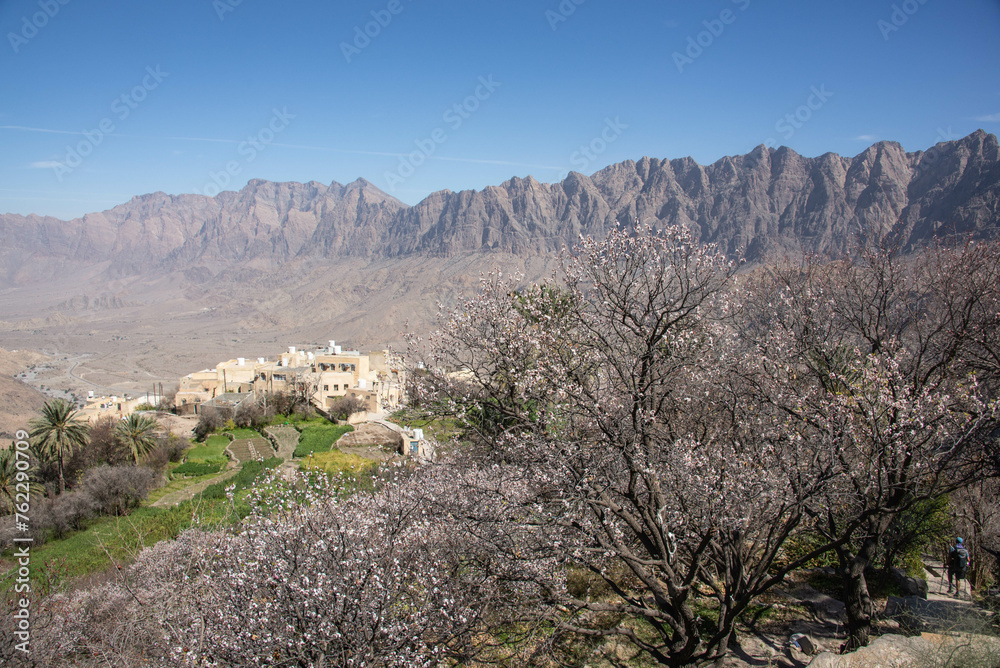 Apricot trees in blossom in the Western Hajar Mountains, Wakan, Oman Apricot trees in blossom in the Western Hajar Mountains, Wakan, Oman