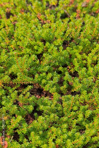 Closeup of empetrum nigrum, crowberry, black crowberry, or, in western Alaska, blackberry, is a flowering plant species in the heather family Ericaceae.  photo