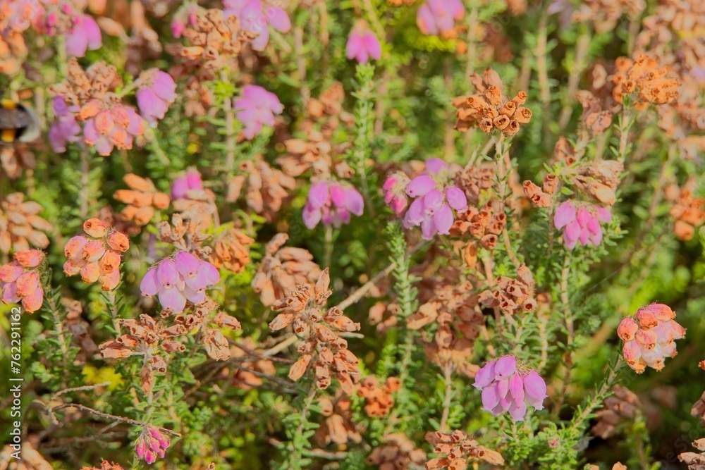 Closeup of erica tetralix, the cross-leaved heath, is a species of flowering plant in the family Ericaceae, native to western Europe. Closeup of erica tetralix, the cross-leaved heath, is a species of flowering plant in the family Ericaceae, native to western Europe.