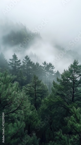 A foggy forest filled with lots of pine trees.