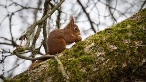 Eichhörnchen auf Baum Ast mit Moos am Nuss Essen